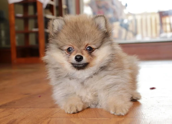 Funny Cute Little Puppy Home — Stock Photo, Image