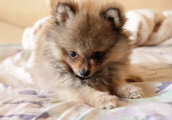 Engraçado Filhote Cachorro Bonito Casa — Fotografia de Stock