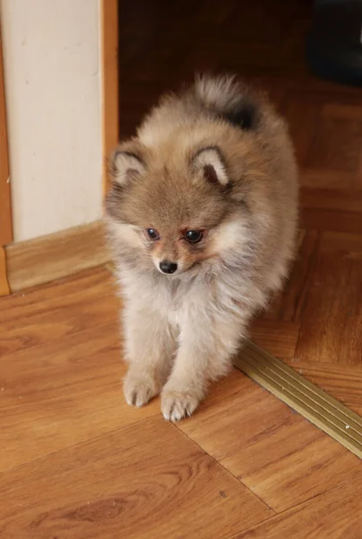 面白いかわいいです子犬に家 — ストック写真