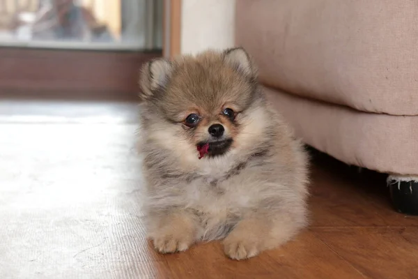 Engraçado Filhote Cachorro Bonito Casa — Fotografia de Stock