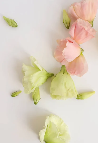 Vacker Blommig Bakgrund Närbild Studioinspelning — Stockfoto