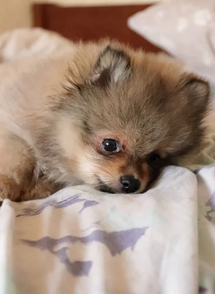 Engraçado Filhote Cachorro Bonito Casa — Fotografia de Stock