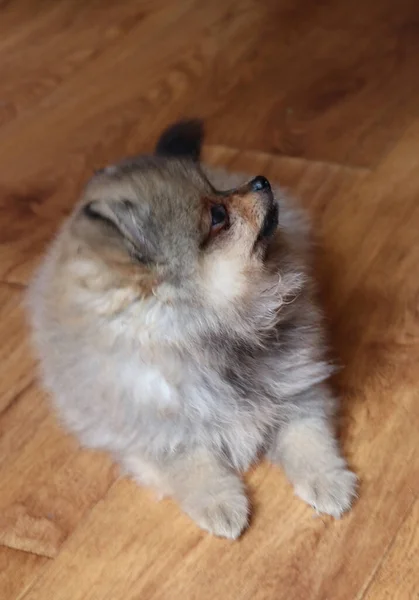 Divertido Lindo Perrito Casa — Foto de Stock