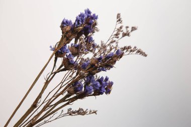 Beyaz arkaplanda lavanta çiçekleri