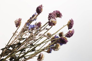Beyaz bir arka plan üzerinde izole lavanta