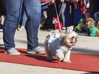 Köpek ilginç kıyafetler. Köpek göstermek. Pistte bir leash üzerinde ev sahibesi yanında gider.