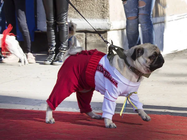 Köpek ilginç kıyafetler. Köpek göstermek. Pistte bir leash üzerinde ev sahibesi yanında gider.