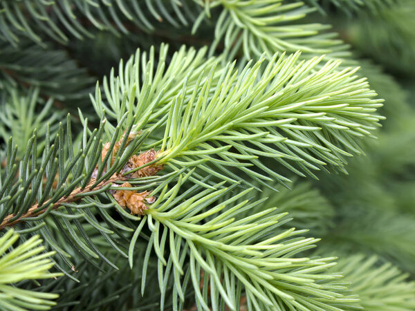 Spruce with young succulent green shoots. Photo close up.