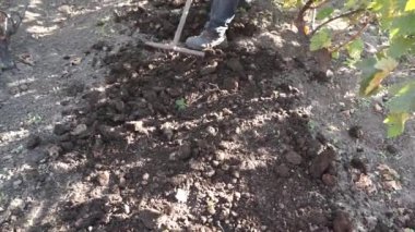 Adam bir el aracı olarak çalışıyor. Humus yere dağıtır.