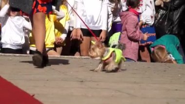 Köpek ilginç kıyafetler. Köpek göstermek. Pistte bir leash üzerinde ev sahibesi yanında gider.