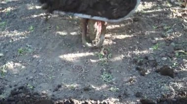 İş giyisi, erkekte bir humus sepeti taşıyan ve bahçe etrafında dökülüp.