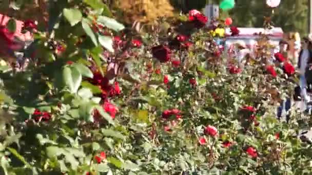 Εορταστική Πλατεία Μαζικές Εκδηλώσεις Μια Ποικιλία Διασκέδασης Παρτέρια Τριαντάφυλλα — Αρχείο Βίντεο