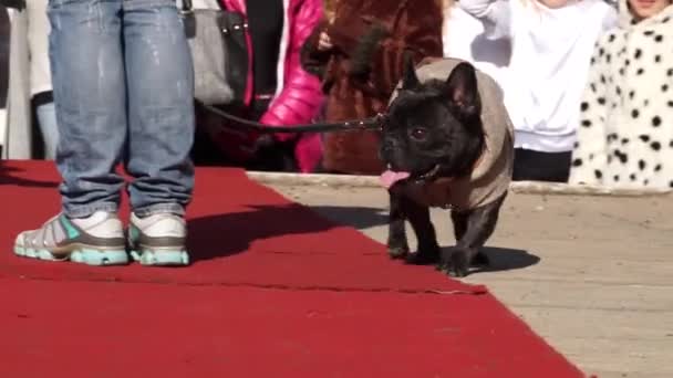 Perro Con Ropa Interesante Exposición Perros Pista Lado Anfitriona Con — Vídeo de stock