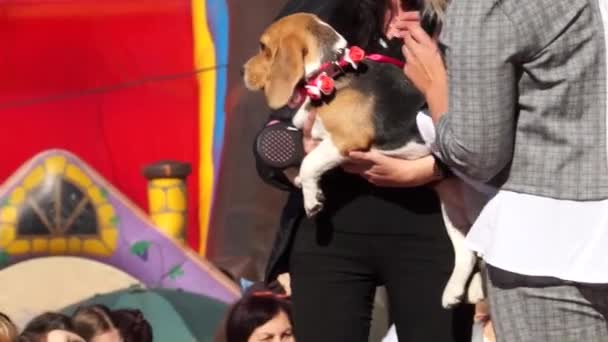 Hond Interessante Kleren Hondenshow Gaat Baan Naast Gastvrouw Aangelijnd — Stockvideo