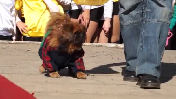 面白い服で犬 犬のショー 滑走路は ひもにホステスの横に行く — ストック動画