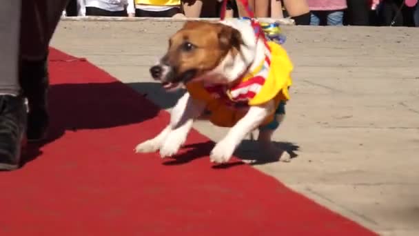穿着有趣衣服的狗 在狗展上 走到跑道上 在女主人旁边的皮带 — 图库视频影像