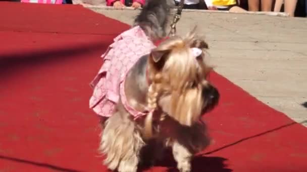 穿着有趣衣服的狗 在狗展上 走到跑道上 在女主人旁边的皮带 — 图库视频影像
