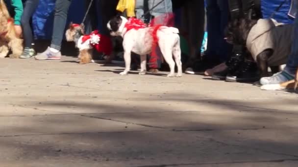 面白い服で犬 犬のショー 滑走路は ひもにホステスの横に行く — ストック動画