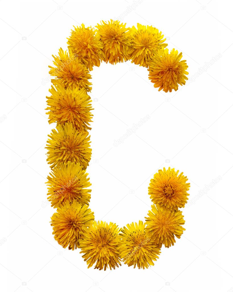 The letter of the English alphabet is collected from the flowers of yellow chamomile. Isolated on white background.