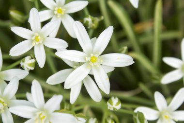 Bahar beyaz kır çiçekleri. Zemin örtüsü, üstten görünüm. Arka plan için uygundur..