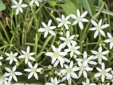 Bahar beyaz kır çiçekleri. Zemin örtüsü, üstten görünüm. Arka plan için uygundur..