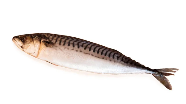 Deniz Balık Uskumru Beyaz Arka Plan Üzerinde Izole — Stok fotoğraf