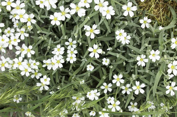 Spring white wildflowers. Ground cover, top view. Suitable for backgrounds.