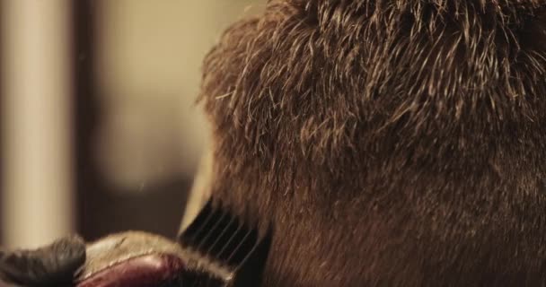 Haarschnitt in Großaufnahme. Lebensstil im Friseurladen. — Stockvideo