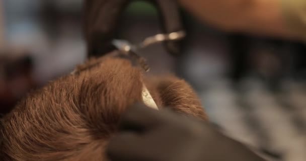 Corte de cabelo de perto. Estilo de vida da barbearia . — Vídeo de Stock