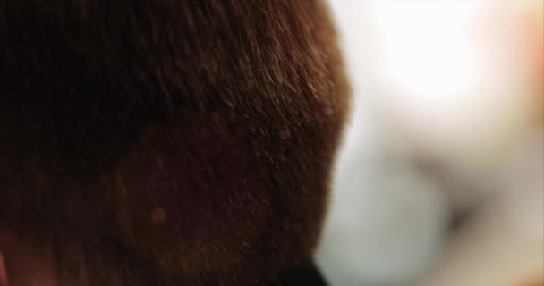 Barbier dans de nouvelles conditions. Coupe de cheveux dans un salon de beauté . — Video