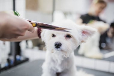 Malta köpeği tımarı. Saç tıraşlı köpek. Hayvanlara yardım etmek.