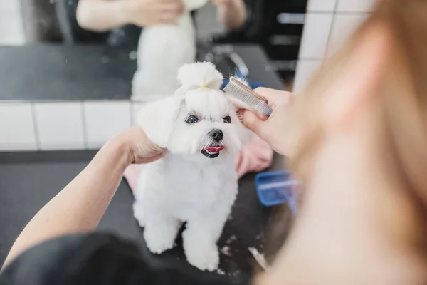 Maltese dog grooming. Haircut dog. Helping animals.