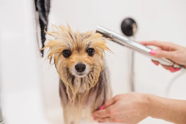 Laver le Spitz dans la salle de bain. Soins des animaux. — Photo