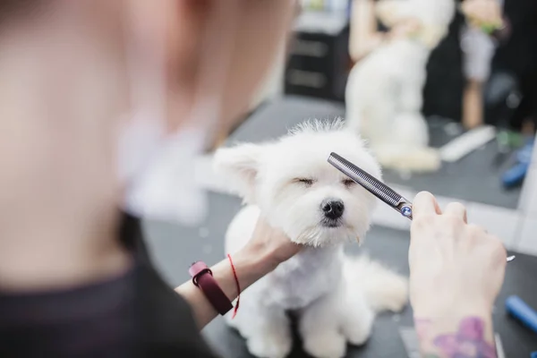 Preparação de cães malteses. Cão de corte de cabelo. Ajuda aos animais . — Fotografia de Stock