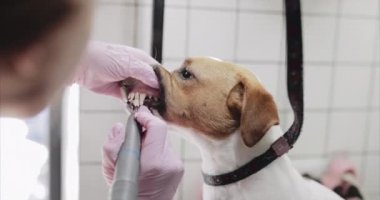 Kuaförde köpek dişlerini fırçalamak. Jack Russell Teriyeri