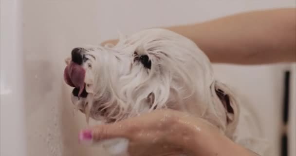 Beyaz köpek banyo yapıyor. Adam hayvanı yıkar..