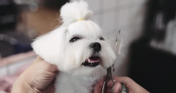 Maltesiska knähund grooming. Hårklippning i salongen för djur. — Stockvideo
