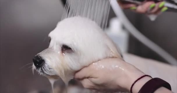 Maltesisk hund. Herrn har en hund för att klippa hår. — Stockvideo