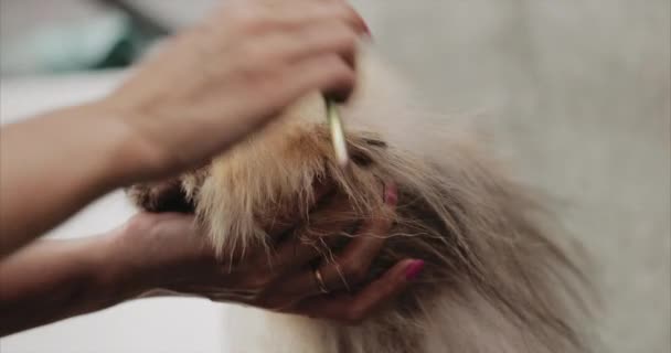 Bain et séchage Spitz dans un salon de beauté. — Video