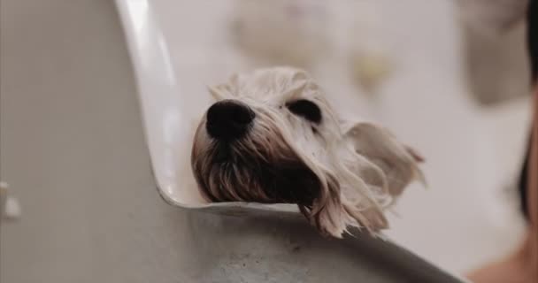Купальная белая собака в ванной комнате — стоковое видео