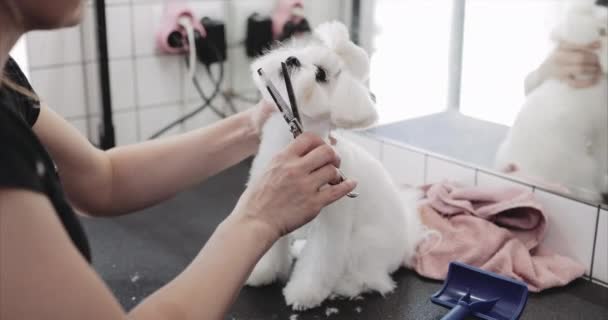 Cão maltês. O mestre tem um cão para cortar cabelo . — Vídeo de Stock