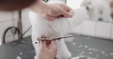 Maltalı süs köpeği tımarı. Kuaförde hayvanlar için saç kesimi.