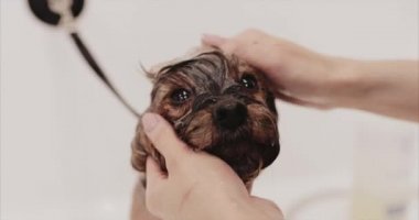 Küçük Yorkshire banyoda yıkandı..