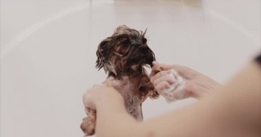 Yorkshire 'da banyo ve kurutma.