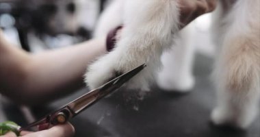 Köpekleri parlatmak. Bakım salonu.