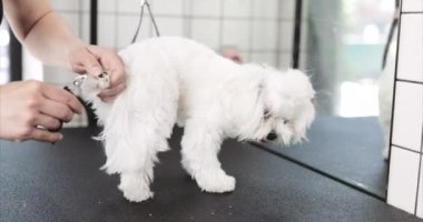 Malta köpeği. Hayvan bakımı..