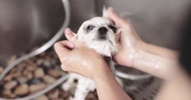 Malta köpeği. Efendimizin saç kesmek için bir köpeği var..