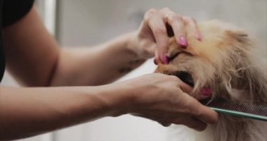 Güzellik salonunda Spitz 'i yıkamak ve kurutmak.