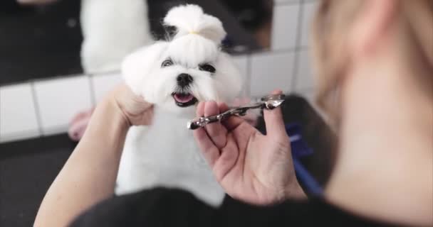 Maltesiska knähund grooming. Hårklippning i salongen för djur. — Stockvideo