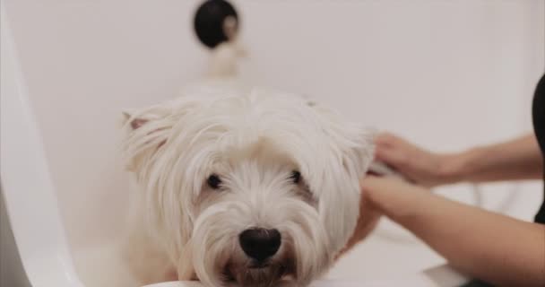 Szczęśliwego białego psa biorącego kąpiel. Salon uwodzenia. — Wideo stockowe